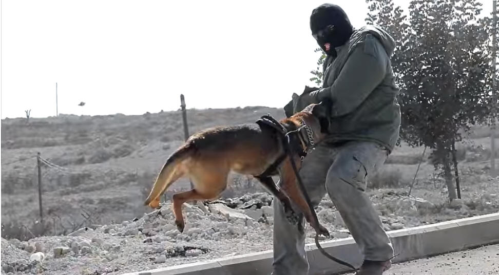 dog