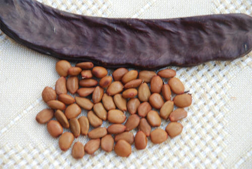 http://www.shalomhaverim.org/seder_27.jpg